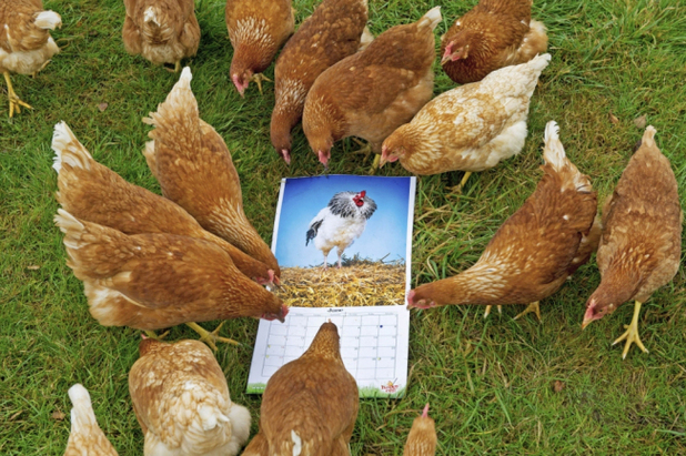 Sexy cockerel calendar produced for hens by the Happy Egg Company