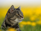 cat looking sideways in field