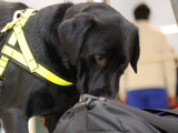 Sniffer dog