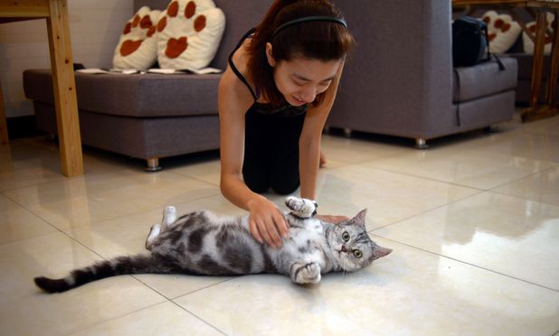 Cat cafe in Chongqing, China - 05 Jul 2012 - customer stroking a cat