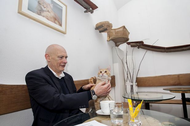 Cat cafe in Vienna, Austria - 04 May 2012 - customer stroking a cat