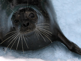 Seal (generic)