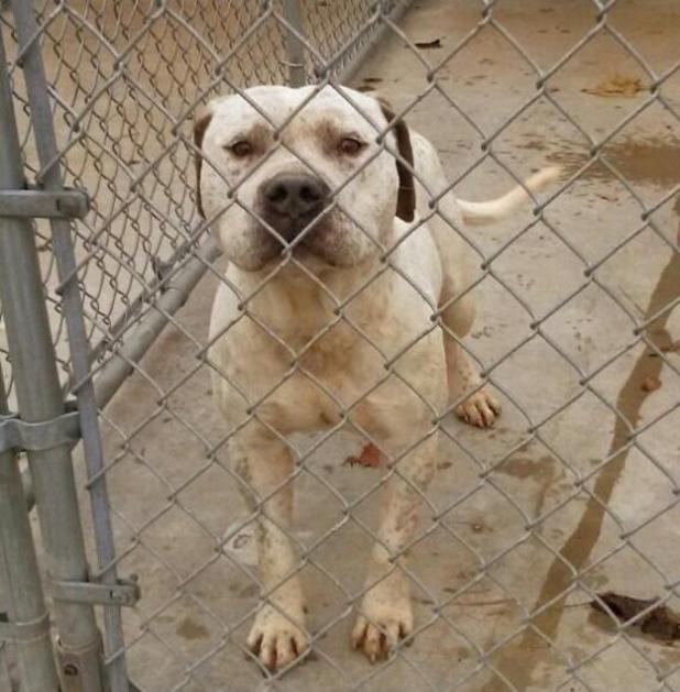 Owner Sends 'Gay' Dog To Be Euthanized