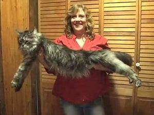 Stewie, the four foot cat