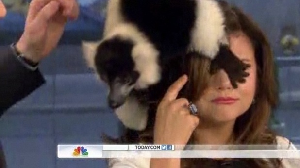 A lemur clambers over Tiffani Thiessen on Today