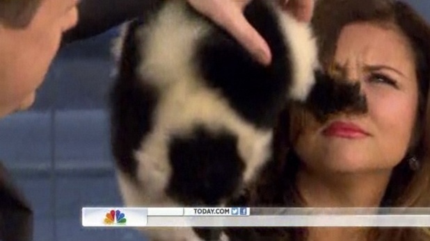 A lemur clambers across Tiffani Thiessen on Today