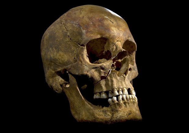 University of Leicester/Rex Features, Richard III