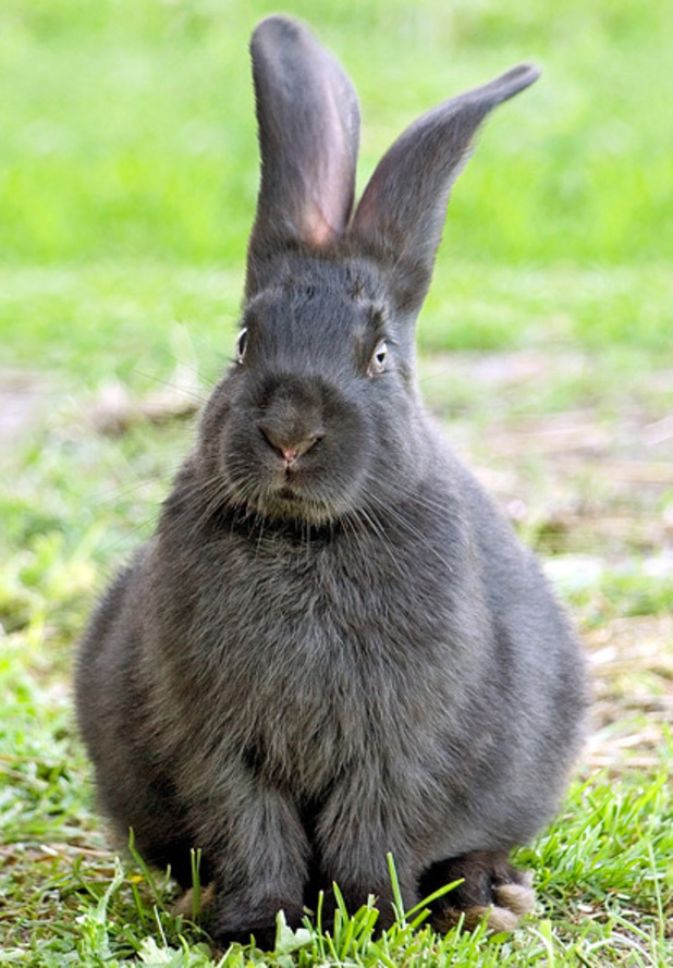 Large rabbit