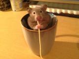 You Porn Hamster You Porn Hamster