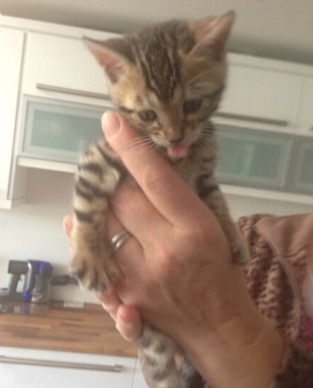 Tom Daley with his new kitten