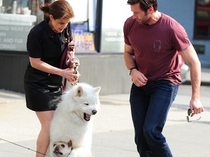 Hugh Jackman, dog, French Bull dog 