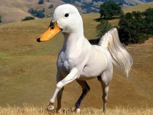 Weird animals - Arne Fredriksen