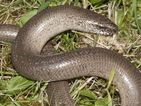Reptiles found in faulty TV cable box