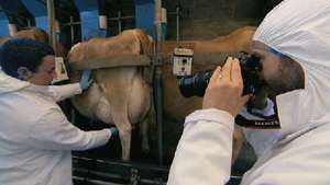 Apprentice series nine: Watch trailer - Alex milks cows