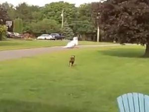 Dog chases after woman's wedding dress