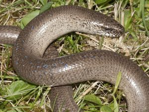 A Slow Worm (Anguis fragilis)