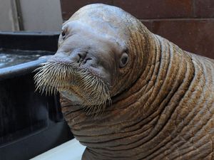 Walrus
