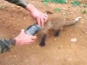 A fox is freed from a jar