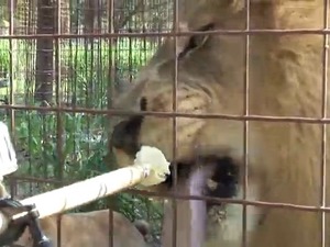 Lion enjoys vanilla ice cream