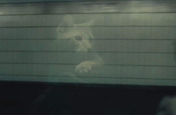 movies_inside-llewyn-david-cat-reflection.jpg