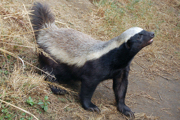 Meet the honey badger, he's not as cute as he looks - watch - TV News