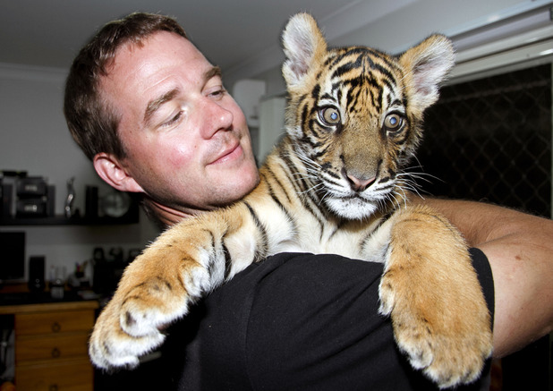 a tiger in the house Dictionarycom unabridged based on the random house unabridged have a tiger by the tail informal to find oneself in a situation that has turned out to be much. a tiger in the house Dictionarycom unabridged based on the random house unabridged have a tiger by the tail informal to find oneself in a situation that has turned out to be much.