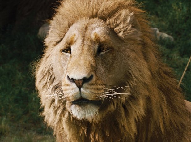 Aslan in The Chronicles of Narnia: The Lion, the Witch and the Wardrobe (2005)