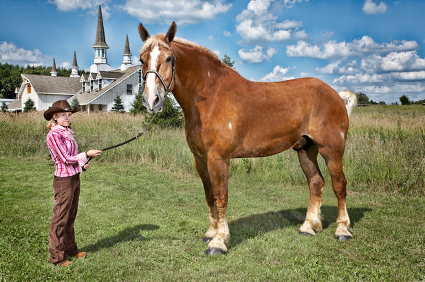 The tallest living horse - Guinness World Records 2013 previews ...