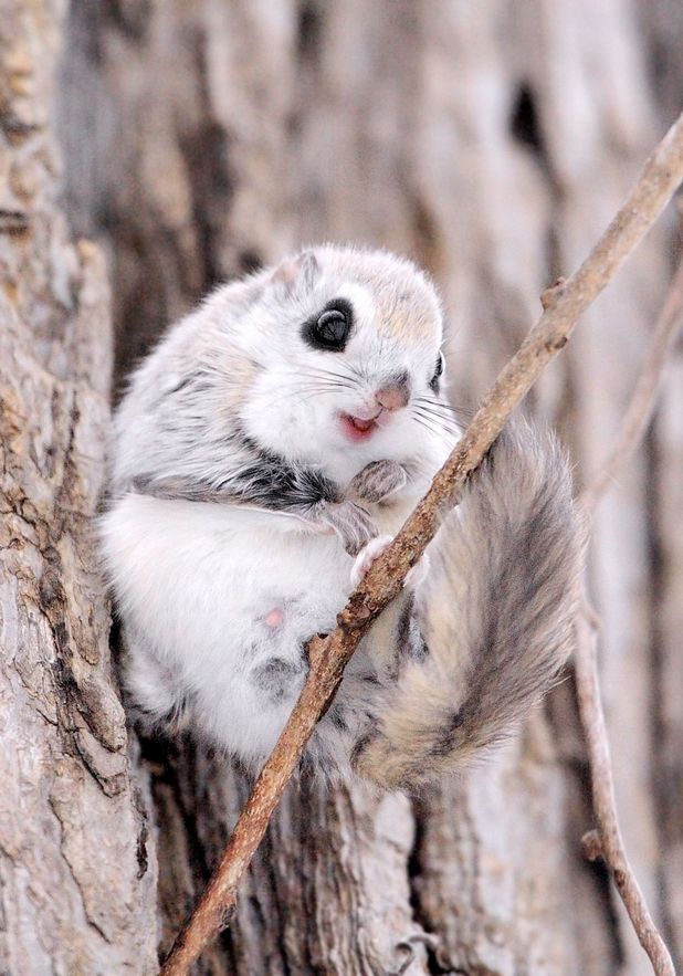 Siberian flying squirrel snapped by photographer - cute pictures - Fun ...